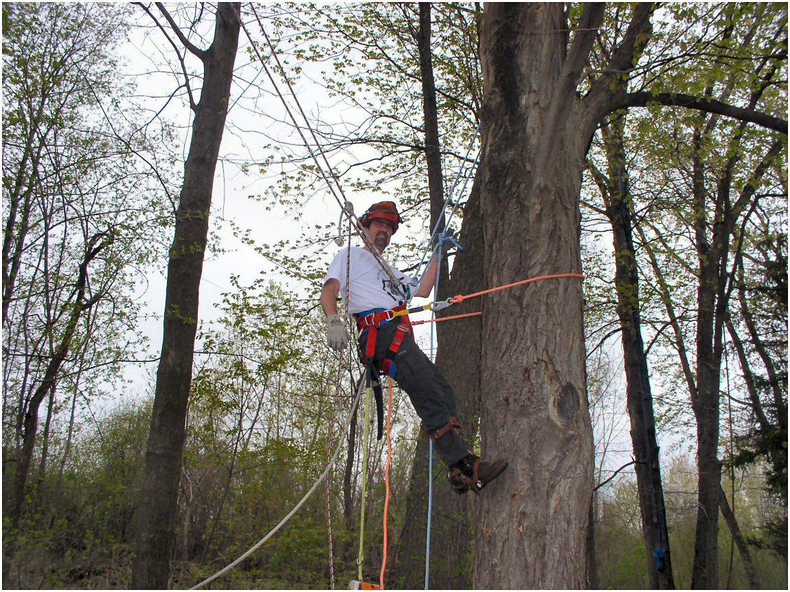 Sugar Maple Takedown